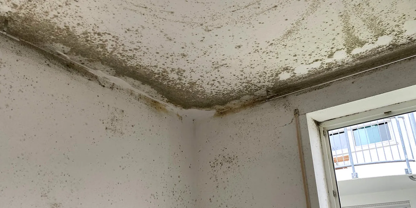 Living room ceiling corner with heavy mould staining
